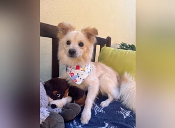 Rudi SR – Süßer Spitz-Junghund sucht seine Menschen