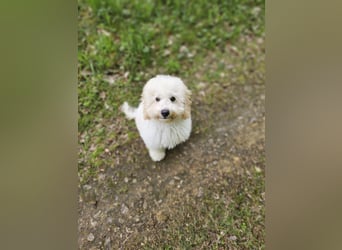 Zwerg Pudel x Maltipoo