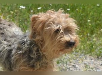 Kuka, eine von zwölf zurückgelassenen Hunden sucht ein neues Zuhause