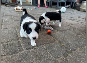 Border Collie welpen 
