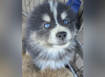 Zauberhafte Pomsky Welpen suchen ab sofort ihr neues Zuhause!