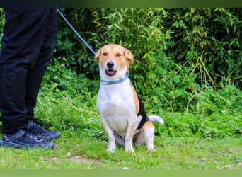 Yuna, Mix Beagle / Jack Russel Terrier, lieb und verträglich