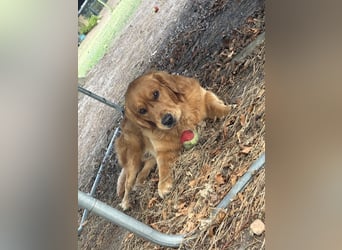 Golden Retriever dark reinrassig