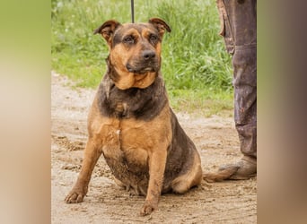 Luna, ebenfalls eine tolle Familienhündin, die noch etwas an ihrer Figur arbeiten muss.