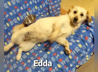 Kleine Edda mit dem Welpengesicht PS 49143 Bissendorf