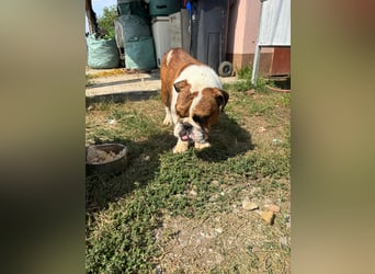 Orlando, gemütlicher Englische Bulldogge geb. 2025