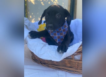 Fredi LM - Zuhause gesucht – Neun kleine Hundekinder auf großer Mission