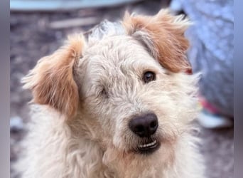 Lucky ❤️ fröhlich+aufgeweckt sucht dich!
