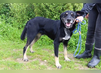 Tiago  - Schäferhund-Mix, lieb und verträglich