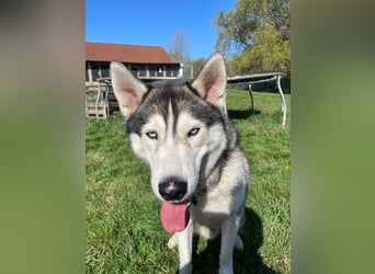 Krümel, Husky, geb. 2023, sucht Huskyfans