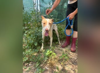 Fröhlichere WILLY mit einem Herzen aus Gold-freundlich zu Hund und MEnsch, läuft gut an der Leine