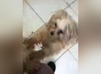 Snoopy - freundlicher, aktiver, verspielter Maltester-Mix Rüde / ab 10.05.25 auf PS in Brakel