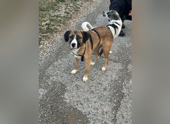 ruhige junge Hündin auf Pflegestelle bei Köln, Whitney