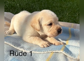 Labrador Welpen Rüden