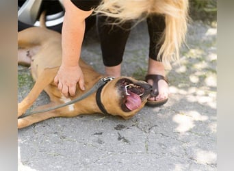 Liebenswertes Piti-Mix-Mädchen ♥Liv♥ Vermittlung zB CH-AT-B-NL