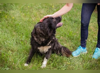 FRIEDA - die sanfte junge Dame von der ruhigeren Sorte sucht ein Körbchen für immer...