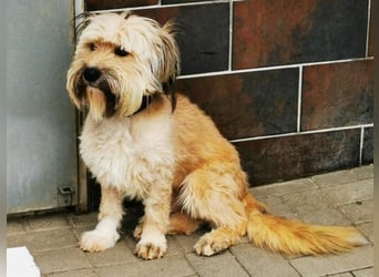 Joshi, Bearded Collie Mix, geb. 2023, freundlicher Rüde sucht aktives Zuhause