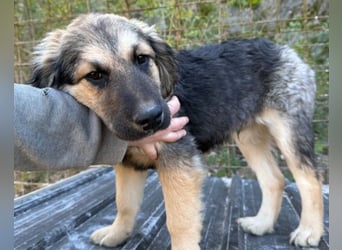 Julio ❤️ sozialer Jungrüde sucht dich!