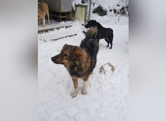 Pasha sucht ein Zuhause <3