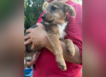 Patrik, geboren 10.04.2025, 24cm sucht seine Chance