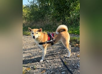 Kokette 3/4 Shiba Inu 1/4 Beagle Hündin Aiko (1,8 Jahre alt)