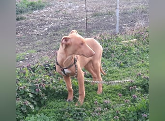 Pharaonenhund Ferhad