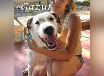 Gazul 06/2019 (ESP) - charismatischer und sozialer Boxer-Herdenschutz Mix!