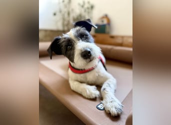 Süße Daisy sucht ihr eigenes Körbchen