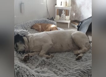 Dona eine liebe Knutschkugel