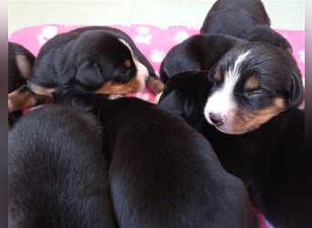 Entlebucher Sennenhund-Welpen "vom Zwergenstübchen" mit Ahnentafel