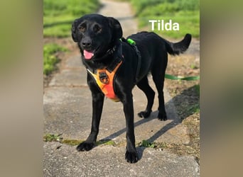 Tilda sucht ein Zuhause