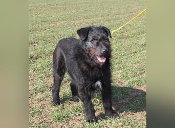 Wasti - Zurückhaltender ruhiger Rüde, ca. 2015 geboren,, Schnauzer-Mischling
