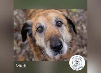 Mick: Sanfter Senior mit Charme