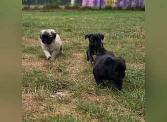 Mops Welpen  ( Altdeutsche )