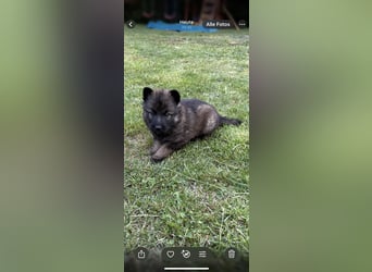 Verkaufe Deutsche Schäferhundwelpen