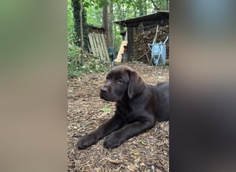 Wunderschönen Labrador Rüden