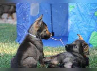Schäferhund Welpen mit VDH Ahnentafel