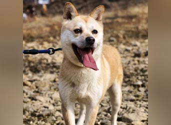 Mochi eine verschmuste, verspielte Hundedame, gerne als Zweithund, sucht ihre Menschen