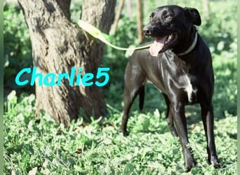 Charlie5 10/2021 (ESP) - verspielter und neugieriger Podenco-Mix hat Lebensfreude im Gepäck!