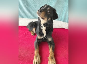 (R) ❤️ liebenswerte kleine MILLIKE - 1 Jahr, 39cm/7,5kg - Mischling