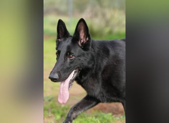 Arabella (Spanien) - schwarze Schönheit sucht aktives Zuhause