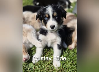 Australian Shepherd Welpen