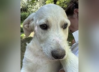 Nestor - DRINGEND Zuhause oder Pflegestelle gesucht - kleine Pfötchen