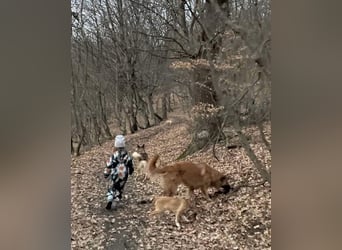 Grizzly sucht noch sein Zuhause