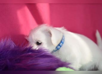Zwergschnauzer Rüde weiß