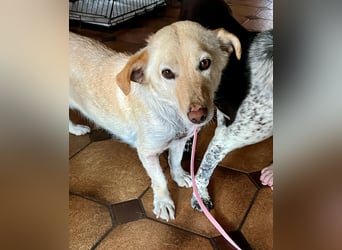 Ruhige Hündin Molly sucht ein zu Hause