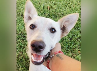 Ambra – Karrierecoaching in Familienhundekunde dringend gesucht!