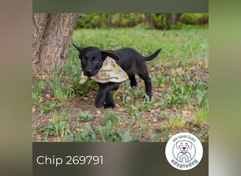 Chip 269791: Hundekind sucht ein Zuhause