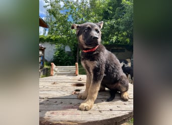 Deutsche Schäferhund Welpen