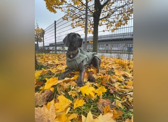 Weimaraner-Dogge